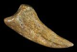 Bargain, Theropod Claw - Hell Creek Formation #112952-2